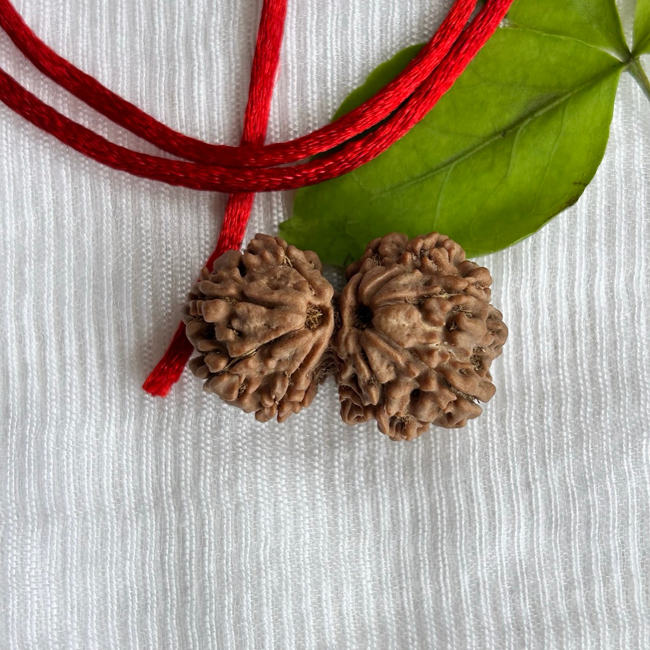 Gauri Shankar Rudraksha - Angle View
