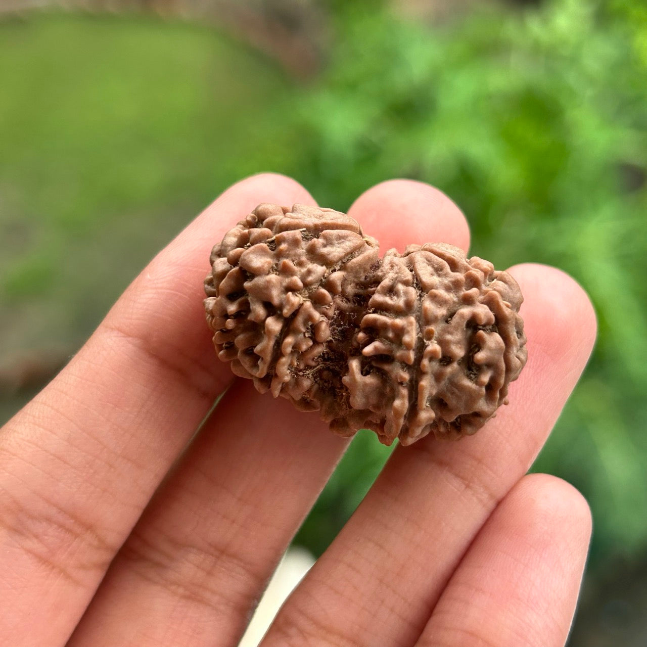 Gauri Shankar Rudraksha - In Hand