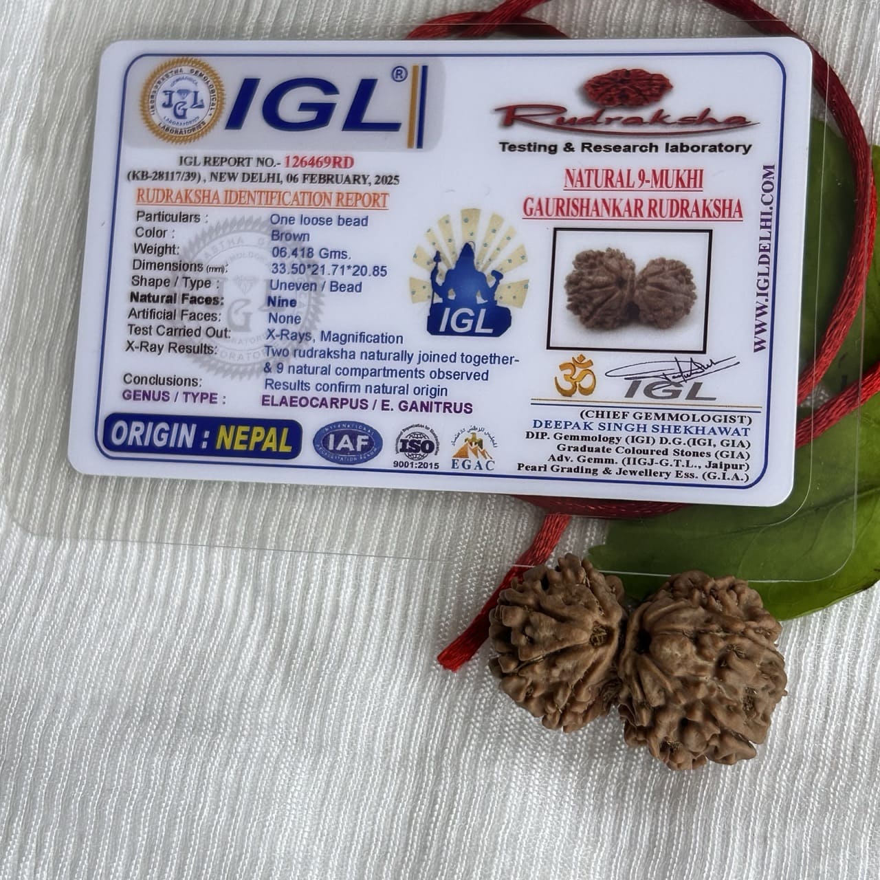 Gauri Shankar Rudraksha - With Certificate