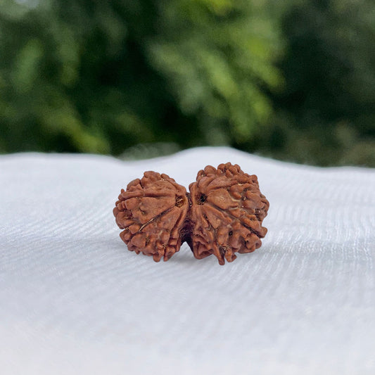 Gauri Shankar Rudraksha - Full View