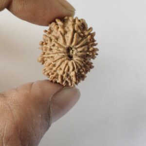 15 Mukhi Rudraksh